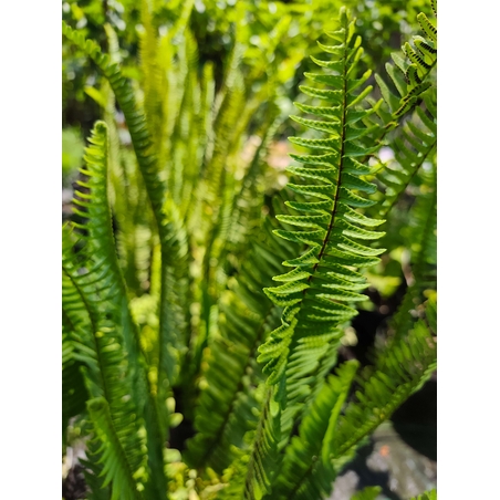 Nephrolepis exaltata (Бостънска папрат)