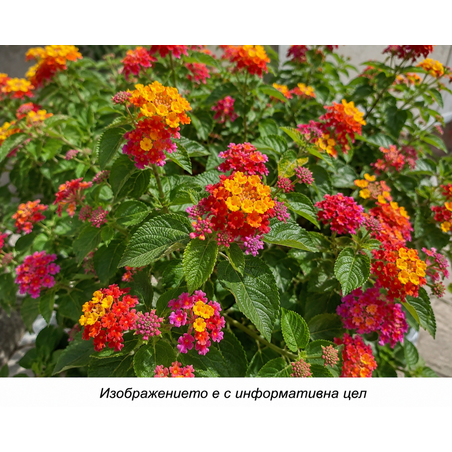 Lantana camara (Лантана)