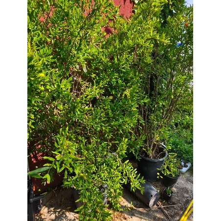 Punica granatum (Нар)