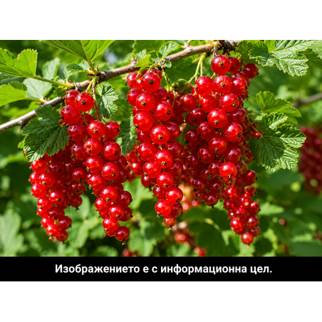Ribes rubrum (Червен касис)