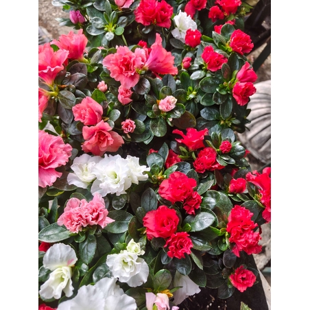 Rhododendron simsii (Стайна азалия)