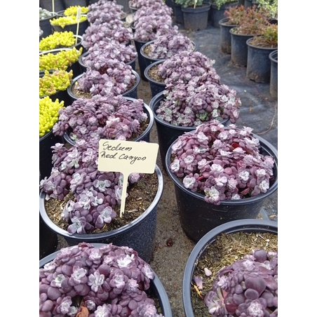 Sedum cauticola Red canyon