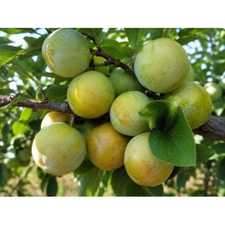 Prunus domestica 'Renclode' (Слива 'Ренглота')