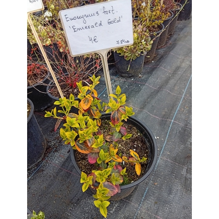 Euonymus fortunei Emerald Gold