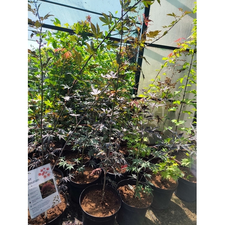 Acer palmatum (Японски клен)