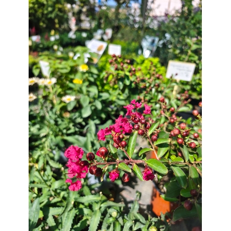 Lagerstroemia indica (Индийски люляк)