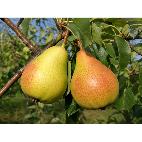 Pyrus communis 'Попска масловка' (Круша 'Попска масловка')