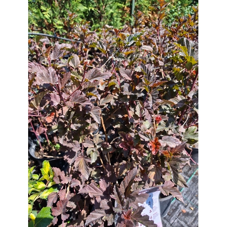 Physocarpus opulifolius 'Diabolo'
