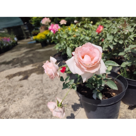 Rosa (Храстовидна роза) МИКС