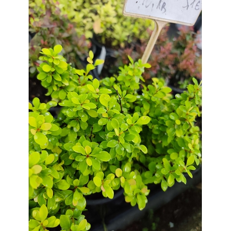 Berberis thunbergii 'Goldalita'