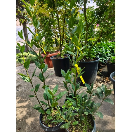 Laurus nobilis (Дафинов лист)