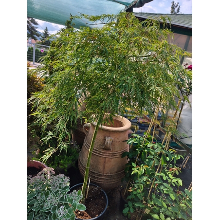 Acer palmatum 'Viridis green'