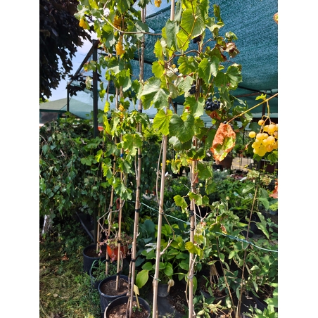 Vitis vinifera (Десертно грозде)