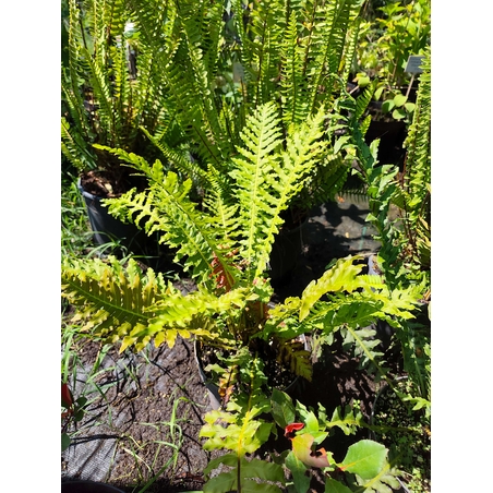 Dryopteris filix-mas (Мъжка папрат)