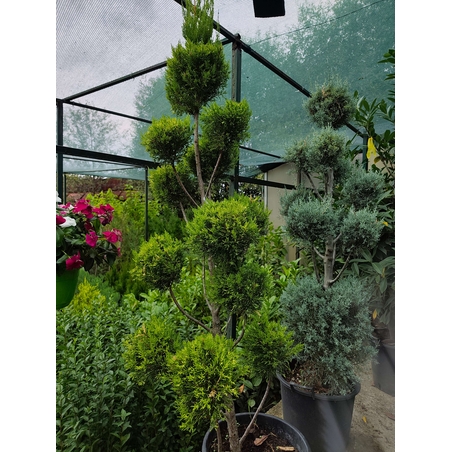 Топиар Пон Пон Cupressus macrocarpa 'Gold Crest'