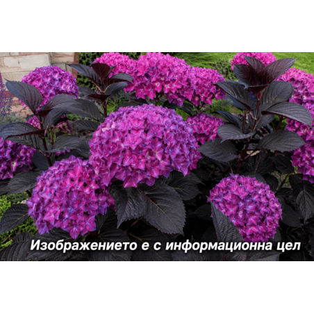 Hydrangea macrophylla 'Dark Angel'
