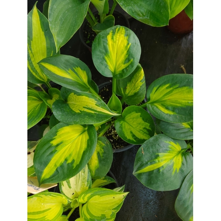 Hosta