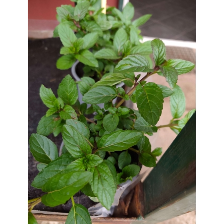 Mentha