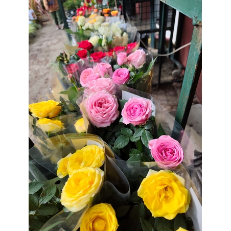 Rosa Mini (Мини стайна роза)