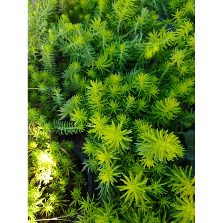 Sedum rupestre 'Angelina'