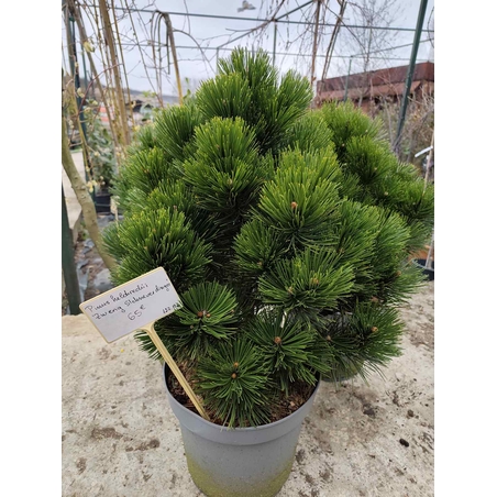 Pinus heldreichii Zwerg Schneverdingen