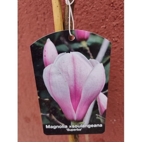 Мagnolia soulangeana Superba