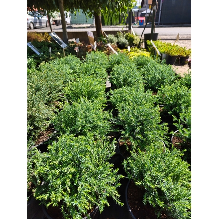 Thuja occidentalis ‘Mr. Bowling Ball’