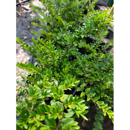 Lonicera nitida (Лъскав орлов нокът)