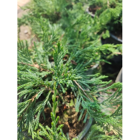 Juniperus horizontalis 'Blue Chip'
