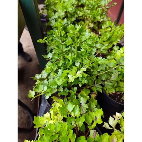 Apium graveolens ( целина )