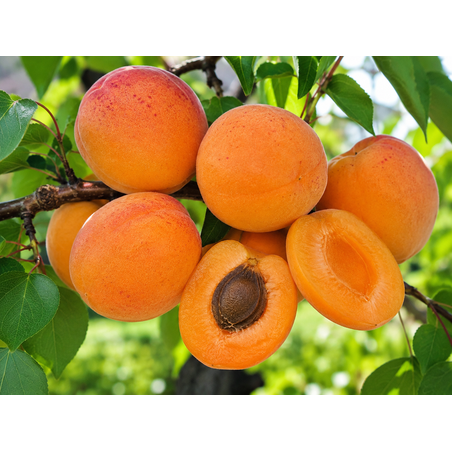 Prunus armeniaca (Кайсия)
