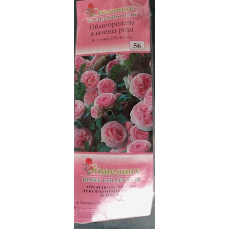 Увивна роза на гол корен 56