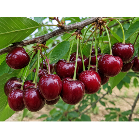 Prunus avium 'Bigarreau Burlat' (Череша 'Бигаро Бюрла')