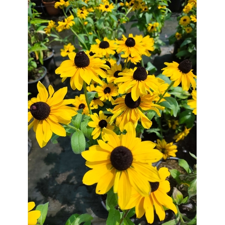 Rudbeckia fulgida (Рудбекия)