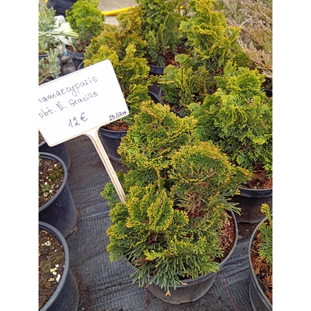 Chamaecyparis obtusa Nana Gracilis