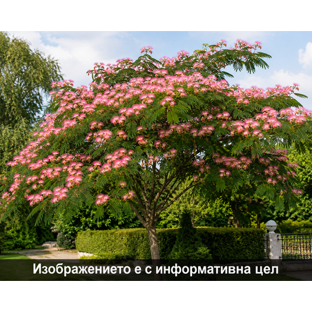 Albizia julibrissin (Албиция, Копринено дърво)