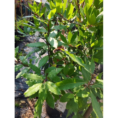 Laurus nobilis (Дафинов лист)