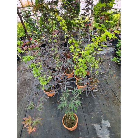 Acer palmatum (Японски клен)