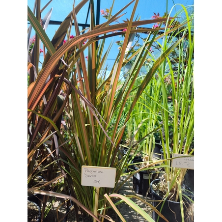 Phormium 'Jester'