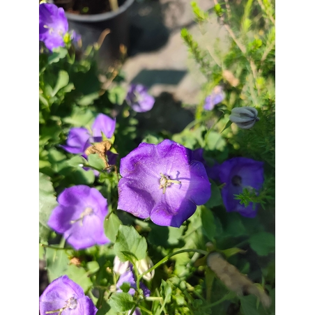 Campanula (Камбанка)