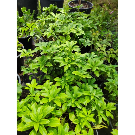 Pachysandra terminalis (Пахисандра)