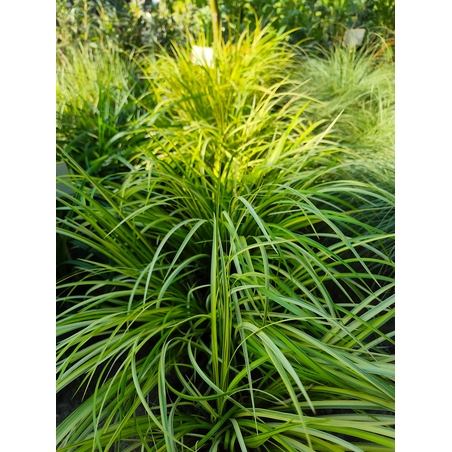 Acorus gramineus ‘Ogon’