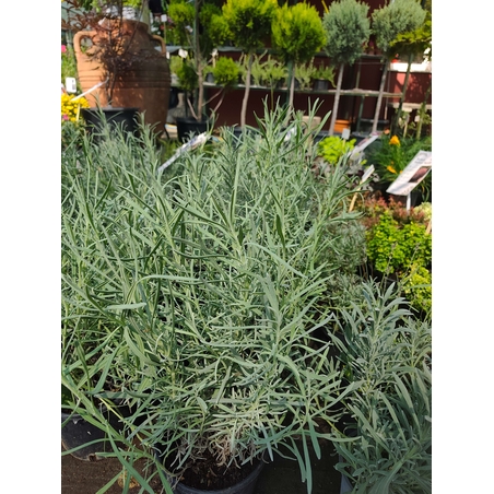 Lavandula ( лилава )
