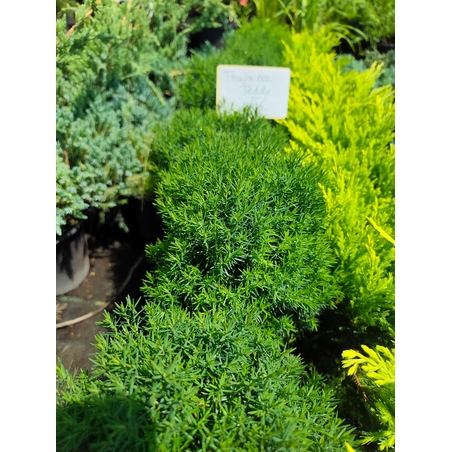 Thuja occidentalis 'Teddy'