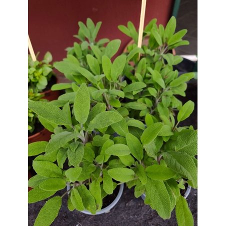 Salvia Officinalis