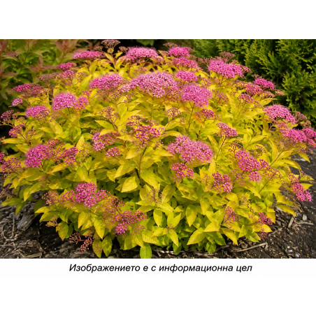 Spiraea japonica 'Golden Princess'