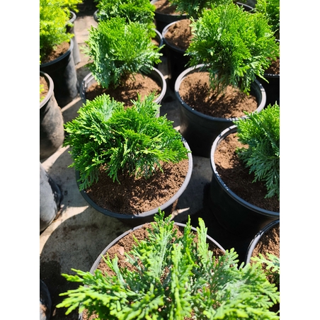 Thuja occidentalis ‘Danica’ (Туя Даника)