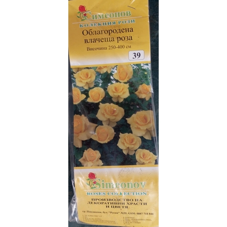 Увивна роза на гол корен