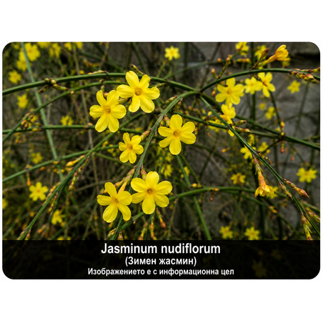 Jasminum nudiflorum (Зимен жасмин)