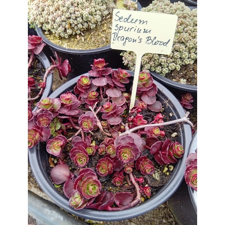 Sedum spurium Dragon's blood